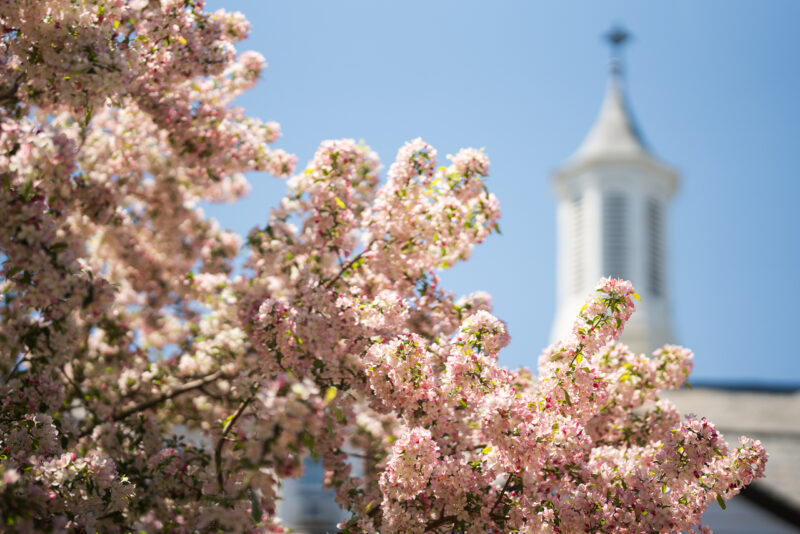 flowers on campus